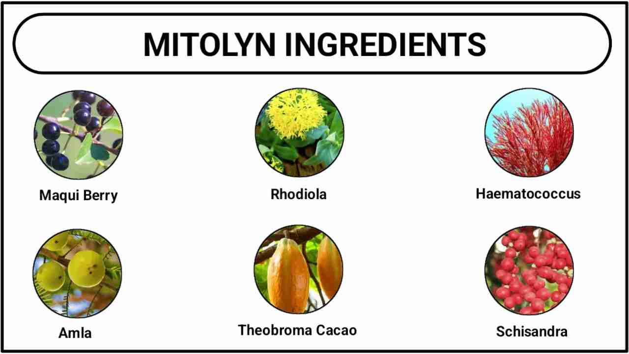 Mitolyn Ingredients